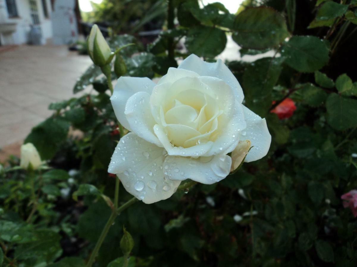 B&B Corte Delle Rose Castiglione Delle Stiviere Bagian luar foto